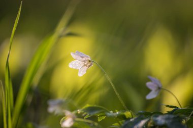 Anemon çiçeği güneş ışığı altında küçük bahar çiçekleri.