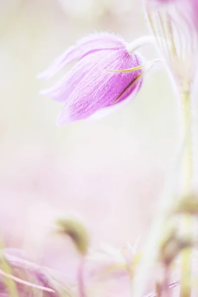 tender pink spring  flower dream-grass .  Artistic photo, very soft selective focus.