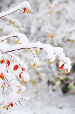 Bir şube ile kırmızı ve sarı parlak kar karla kaplı. Bahçe, Park doğal arka plan.