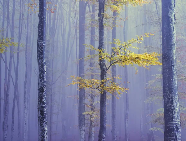 Una Mistica Foresta Nebbiosa Tronchi Albero Rami Con Foglie Luminose — Foto Stock