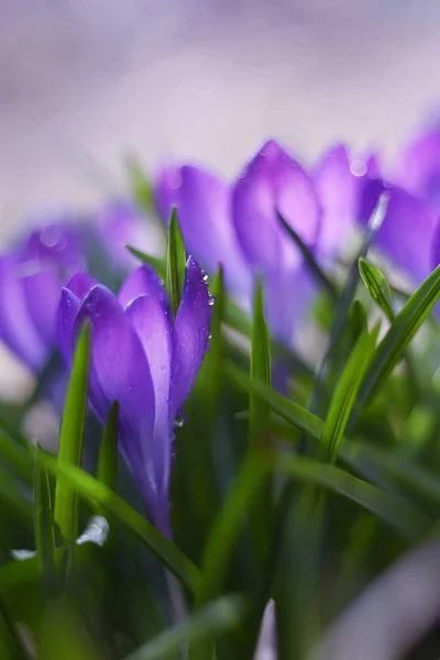Belas Flores Primavera Crocos Cor Lilás Gotas Orvalho Uma Clareira — Fotografia de Stock