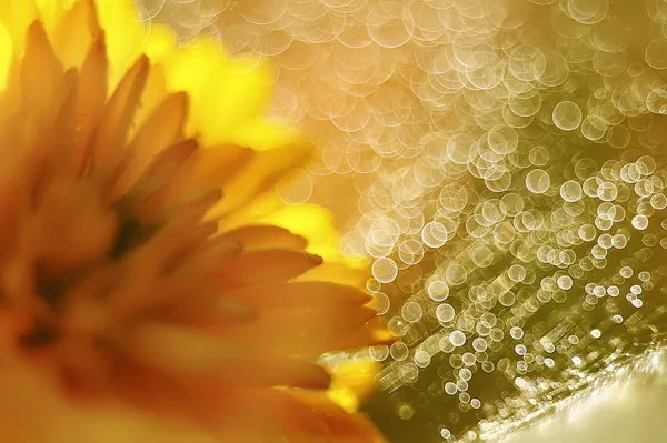 Foto Abstrata Sem Foco Flores Amarelas Brilhantes Bokeh Espumante — Fotografia de Stock