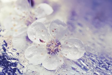 kiraz, kayısı ağacı yakın çekim nem damlacıkları ıslak bir yüzey üzerinde çiçek. Çok yumuşak seçici odak. Vintage tarzı.