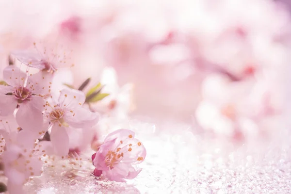 Blommor Aprikos Cherry Närbild Glittrande Bakgrund Delikat Rosa Bakgrund Mycket — Stockfoto