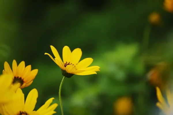 黄色花雏菊在一个深绿色庭院背景 — 图库照片