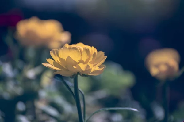 绿色自然园林背景下的黄毛茛花 — 图库照片