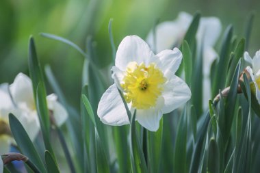 Nergis çiçeği ve bir bahar bahçesinin parlak ön kilidi, çayırlar. Güneşli güzel bir gün.