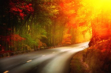 Yolun bir ormanda bir dönüş bırakarak. Yol aydınlatıcı güneş ışığı. Amerika Birleşik Devletleri. Maine. Park Acadia.