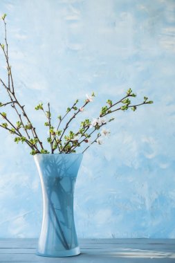 Kayısı nazik mavi arka plan üzerinde bir vazoda çiçek meyve ağacının dallar.