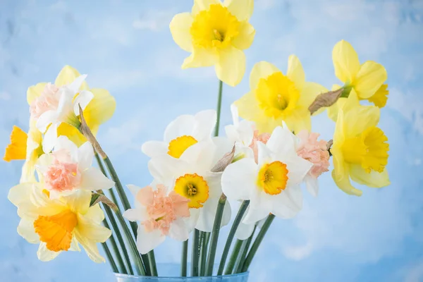 Fiori Narcisi Diversi Tipi Uno Sfondo Blu Aroma Inebriante Primavera — Foto Stock