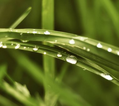 Damla yağmur çimenlerin üzerinde sonra. Yakın çekim.