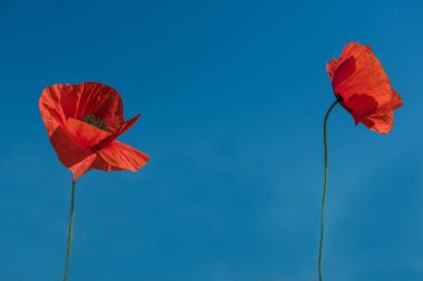 Açık gökyüzü mavi arka plan üzerinde kırmızı gelincik iki çiçek. Min. resim, en fazla boş alan.