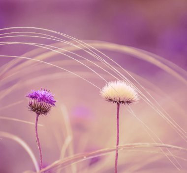Hassas bozkır kır çiçekleri. Bozkır tüy çim ve Lila kır çiçekleri.