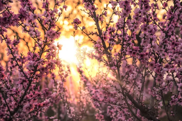Blühende Zweige Eines Pfirsichbaums Mit Rosa Blüten Bei Sonnenuntergang — Stockfoto