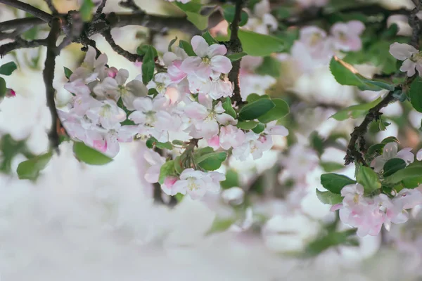 Una Rama Manzano Flor Con Delicadas Flores Color Rosa Blanco —  Fotos de Stock