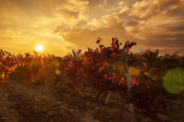 Wijngaarden Avond Bij Zonsondergang Rijen Van Wijnbouw Zachte Avondzon — Stockfoto