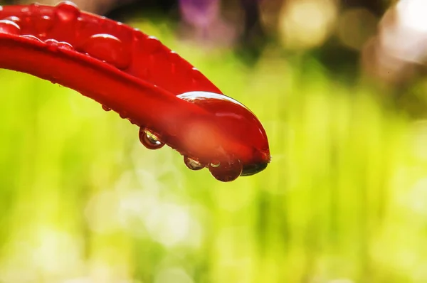 red flower petal in drops of dew macro photo. very soft selective focus.