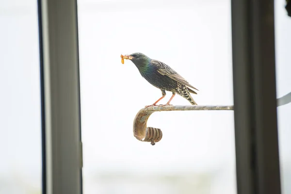 Der Star Fing Den Käfer Und Hielt Ihn Schnabel Blick — Stockfoto