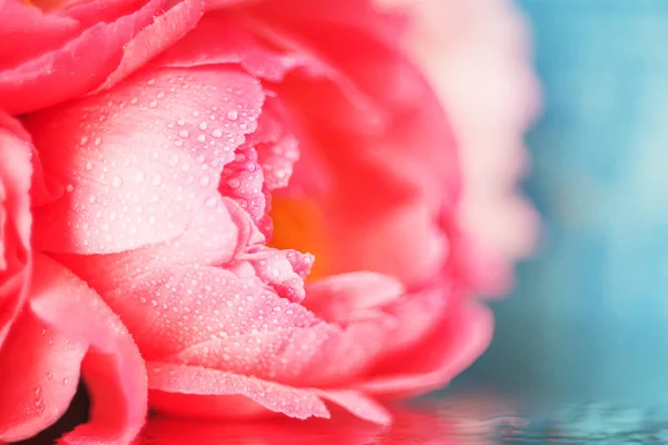 Bardzo Delikatny Różowy Pączek Piwonia Kwiat Bliska Niebieskim Tle Zamazany — Zdjęcie stockowe