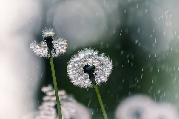 Two white delicate air colors of dandelions and spring sunny rain. Vintage style.