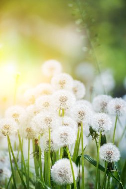 Birçok beyaz kabarık karahindiba çiçek çayır üzerinde. Neşeli kaygısız bir ruh hali. Yumuşak seçici odak.