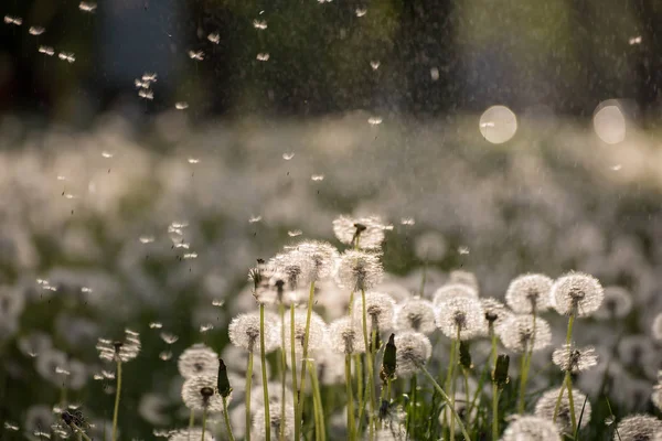 Wiele Biały Powietrza Delikatne Kolory Mlecze Wiosna Sunny Deszcz Muchy — Zdjęcie stockowe
