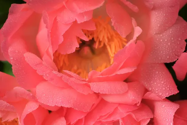 Тонкий Розовый Бутон Цветка Пиона Крупным Планом Мягкая Селективная Фокусировка — стоковое фото