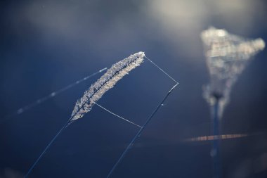 Hassas bitkiler güneş ışığında örümcek ağlarıyla dikenlenir. Çayırda parlayan bitkilerin sanatsal fotoğrafı..