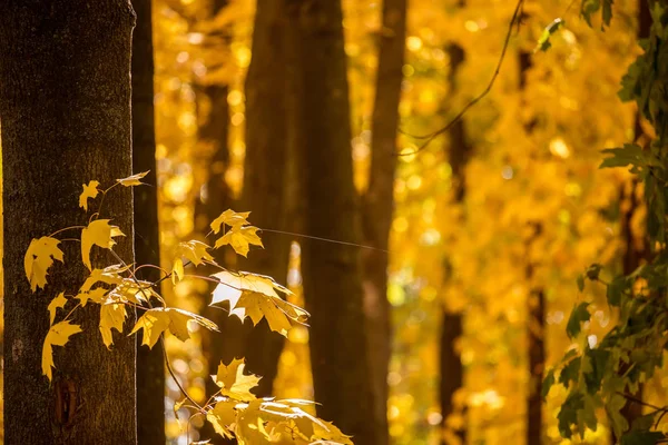 Parc Automne Ensoleillé Aux Feuilles Érable Jaune Vif — Photo