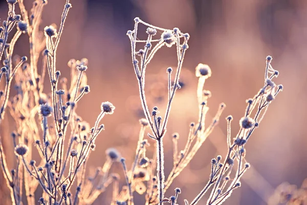 Les Dernières Fleurs Automne Herbe Dans Les Toiles Araignée Dans — Photo