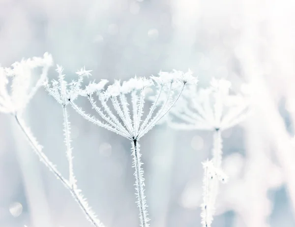 Last Autumn Flowers Grass Cobwebs Sparkling Hoarfrost Beautiful Morning Light — Stock Photo, Image