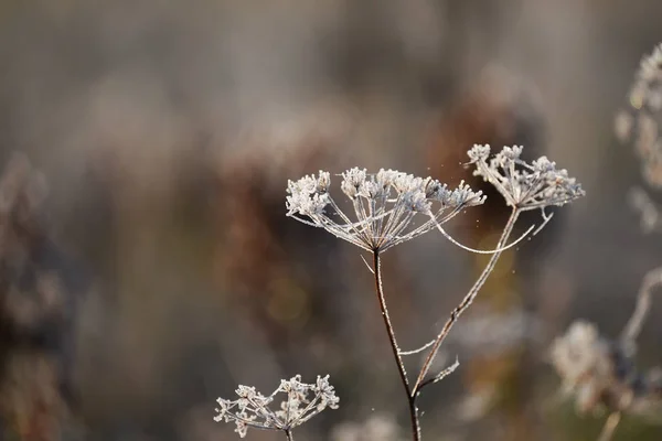 Flores Outono Passado Grama Teias Aranha Hoarfrost Espumante Bela Luz — Fotografia de Stock