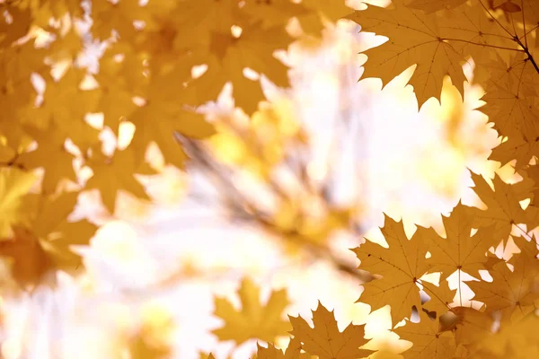 黄色いもみじの紅葉が青い空を背景に枝のフレームです 秋の公園の自然な背景 — ストック写真