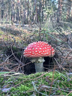 Çam ormanında parlak kırmızı şapkalı Amanita mantarı.. 