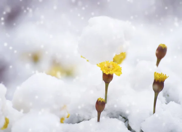 Żółte Jasne Kwiaty Pod Warstwą Puszystego Pierwszego Śniegu Późna Jesień — Zdjęcie stockowe