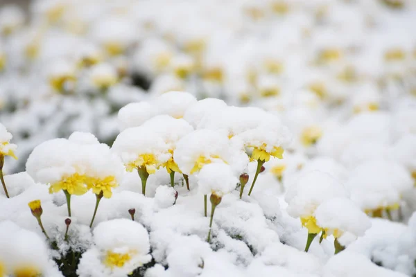 Gele Heldere Bloemen Onder Een Laag Pluizige Eerste Sneeuw Late — Stockfoto