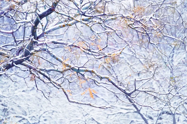 Ramas Árboles Con Las Últimas Hojas Amarillas Primera Nieve Finales — Foto de Stock