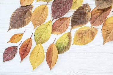 Hafif ahşap arka plan üzerinde sonbahar yaprakları farklı renkler ve şekiller. Sonbahar görünümü.