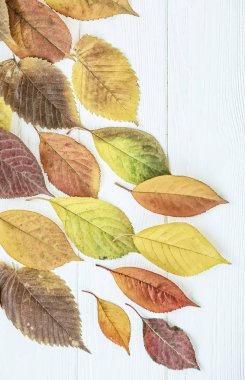  Hafif ahşap arka plan üzerinde sonbahar yaprakları farklı renkler ve şekiller. Sonbahar görünümü.