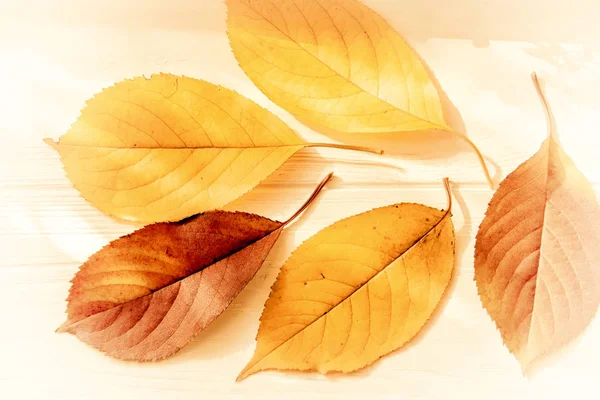 Autumn Leaves of different colors and shapes on a light wooden background. Autumn view.