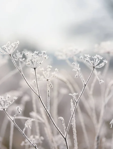 Delicate Dried Flowers Frost Soft Gentle Morning Light Haze Very — Stock Photo, Image