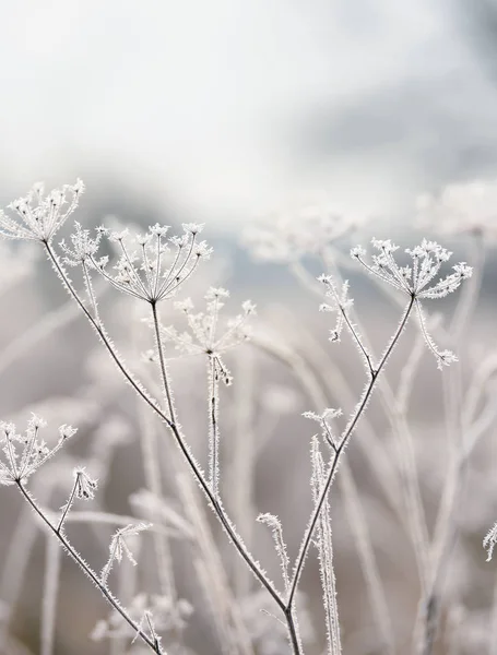 Delicati Fiori Secchi Nel Gelo Morbida Luce Del Mattino Nella — Foto Stock