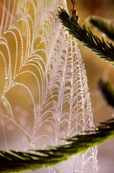 Spinnenweb Dauw Druppels Tussen Takken Van Sparren Macro Foto Van — Stockfoto