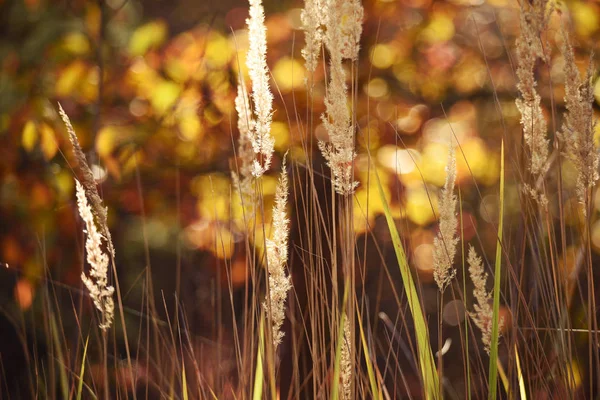 Колючки Солнечном Свете Осеннем Лесу Красивые Разноцветные Боке Заднем Плане — стоковое фото