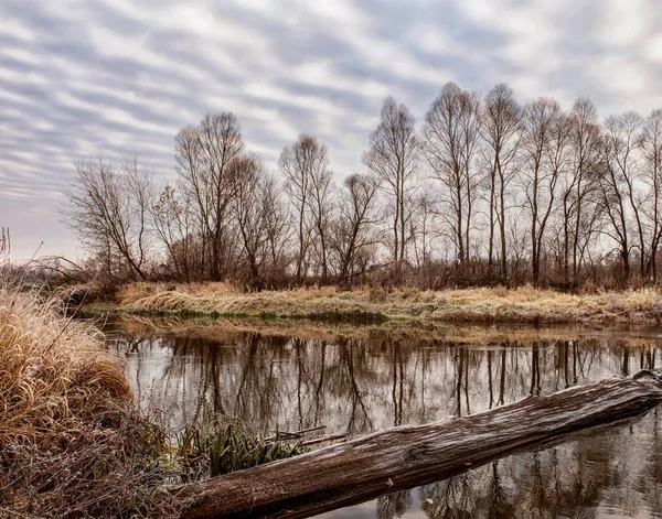 Pozdní Podzim Jezeře Lese Tráva Bílém Chrastítku Poslední Listí Stromech — Stock fotografie