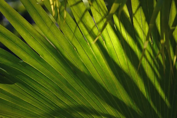 Bladeren Van Palmbomen Gloeien Het Zonlicht Sfeer Van Ontspanning Het — Stockfoto