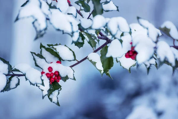 Een Tak Met Rode Bessen Met Pluizige Sneeuw Bedekt Winter — Stockfoto