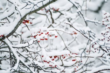 Bir şube kırmızı meyveler ile kabarık karla kaplı. Kış güzel bir görünümdür. Çok yumuşak seçici odak.
