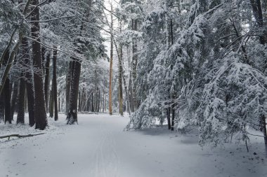 Bir kar yağışı sırasında karda büyük iğne yapraklı ağaçlar ile orman. Kış masal ormanda.
