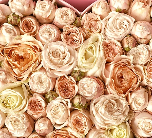 Arrière Plan Petits Boutons Rose Aux Tons Pastel Doux — Photo